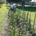 Natürlich müssen die Tomaten mehrfach die Woche gepflegt und gewässert werden