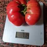 Erster Rekord einer Fleischtomate