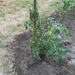 Einige Verluste der Pflanzen sind nicht zu vermeiden